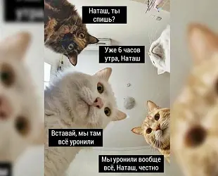 Новости: Автор мема про котов зарегистрирует новый товарный знак?