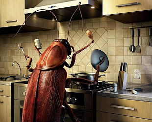 Новости: Хочешь травить тараканов — придётся получить медицинскую лицензию?