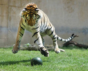 Новости: Администрация Владивостока готова судиться за «День тигра»