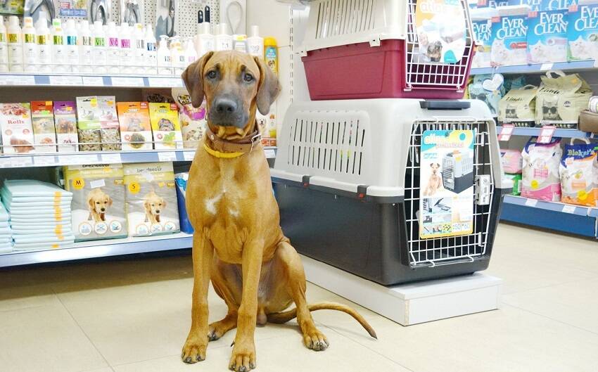 doktor-vet_22-x-576.jpg doktor-vet_22-x-576.jpg