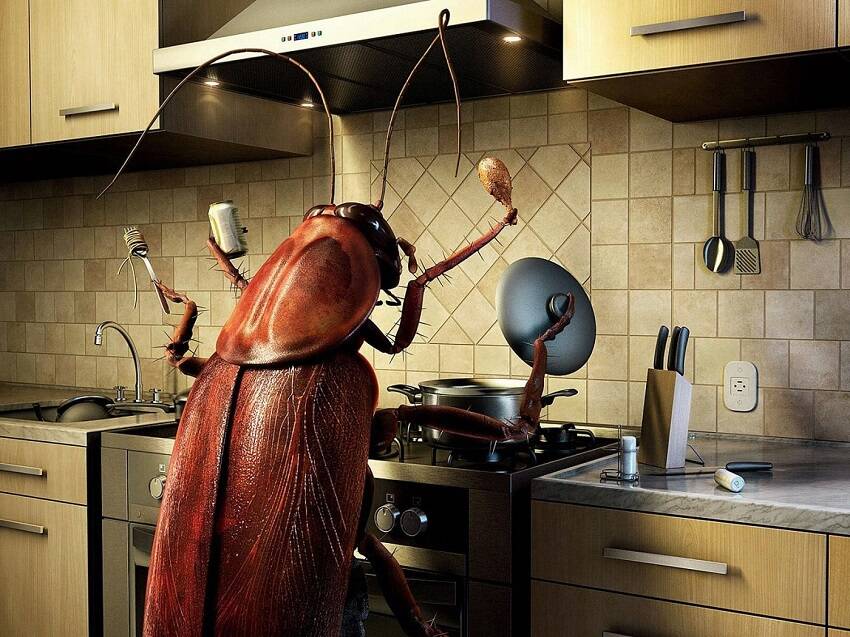 anti-tarakan.jpg anti-tarakan.jpg